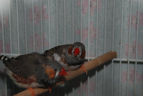 Finches_122009_01.JPG