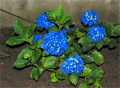 BlueHydrangea_72009_01.jpg