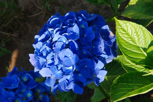 BlueHydrangea_72009_03.JPG