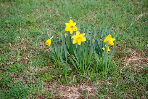Daffodil_04 2010_02.JPG