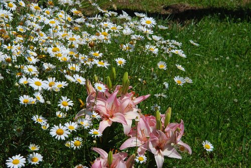 DaisiesLilies_062010_02.JPG
