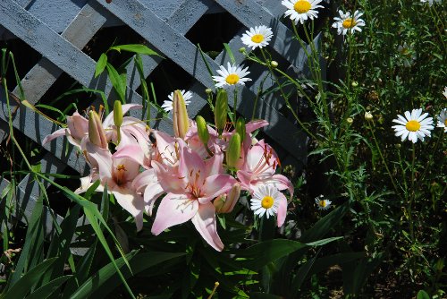 DaisiesLilies_062010_05.JPG