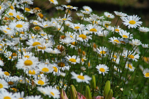 DaisiesLilies_Mod062010_07.JPG