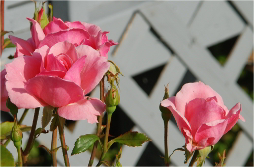 PinkRoses_72009_01a.JPG