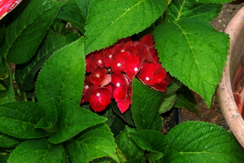 RedHydrangea-062010_02.jpg