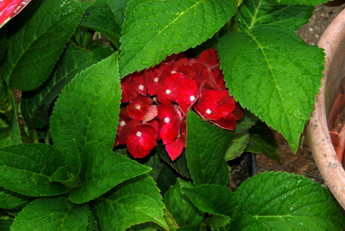 RedHydrangea-062010_02.jpg