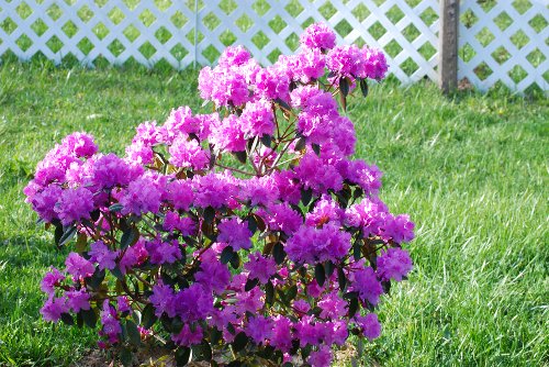 Rhodendren_042010_06.JPG