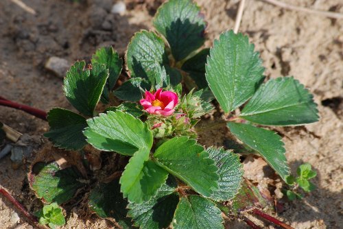 StrawberryLipstick_042010_01.JPG