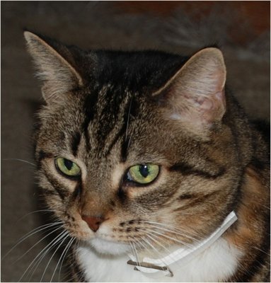 042008_Snickers-01.jpg