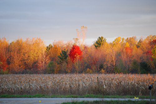 Frontyard-112008_01.jpg