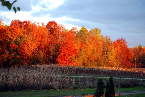 Frontyard-112008_05.jpg