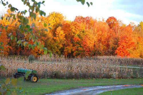 Frontyard-112008_08.jpg