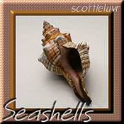 Seashells-BeachParty.jpg