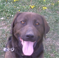Alexander the Great, Alex - Black Labrador