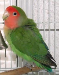 Hammerstein, Love Bird